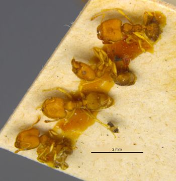 Media type: image;   Entomology 8892 Aspect: habitus dorsal view